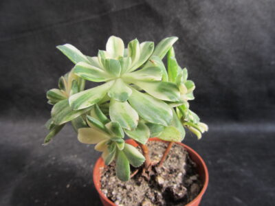 Aeonium castello paivae variegata
