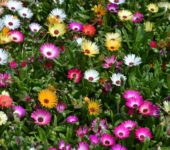 Lampranthus mix