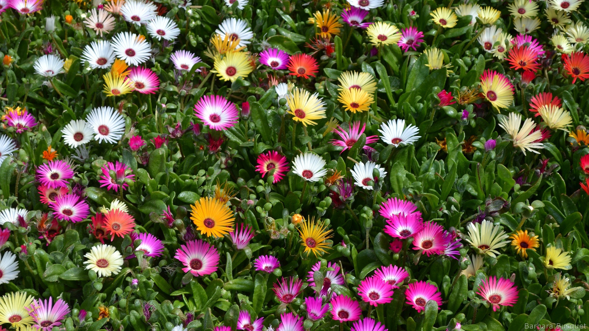 Род Лампрантус (Lampranthus). Редкие в коллекциях суккуленты.
