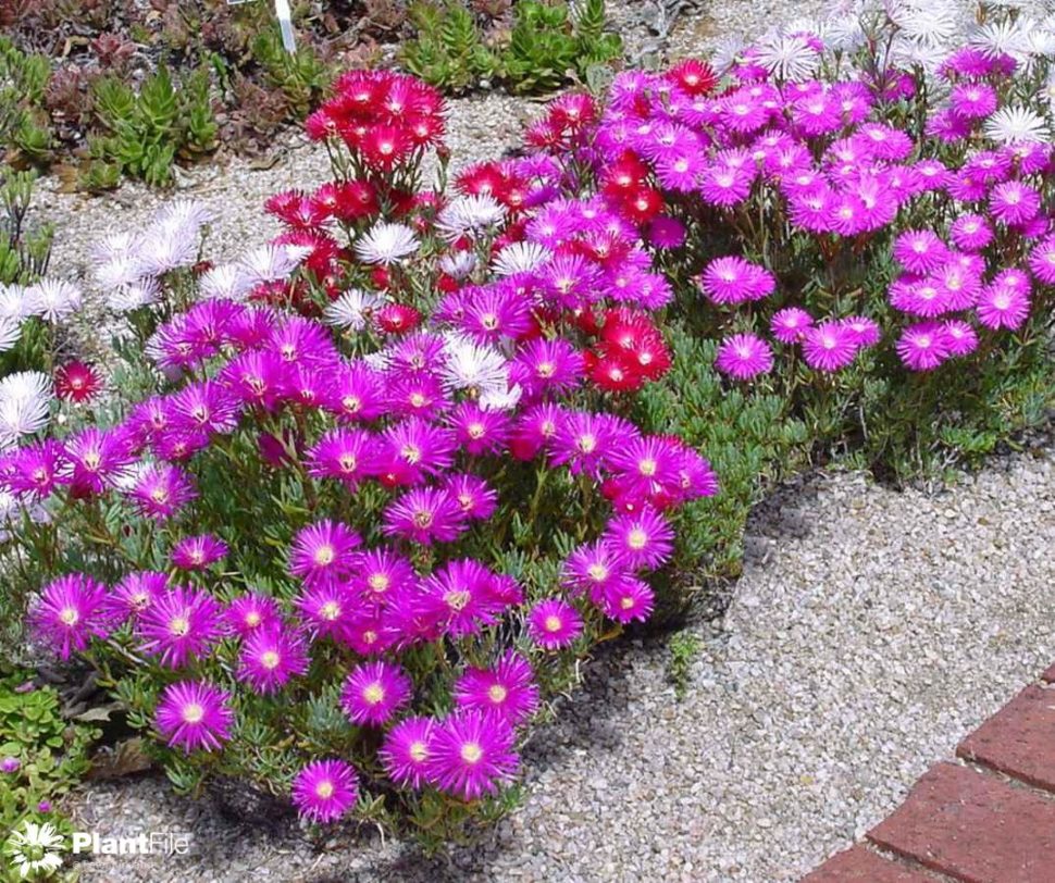Lampranthus multiradiatus