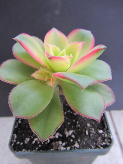 Aeonium Kiwi