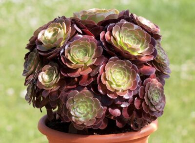 Aeonium velour compact - Зображення 2