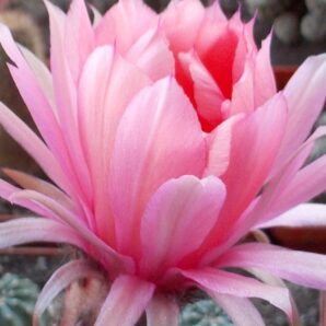 невкорінена діточка Echinopsis А 012 Merkur, d = 2,8 см