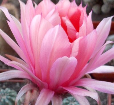 невкорінена діточка Echinopsis А 012 Merkur, d = 2,5 см