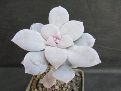 Graptopetalum pentandrum 'Superbum'
