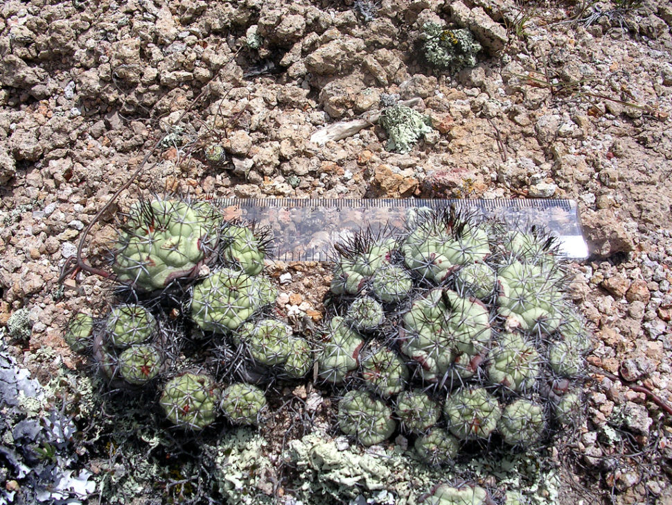 Ortegocactus macdougallii в природе