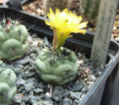 Ortegocactus macdowelli