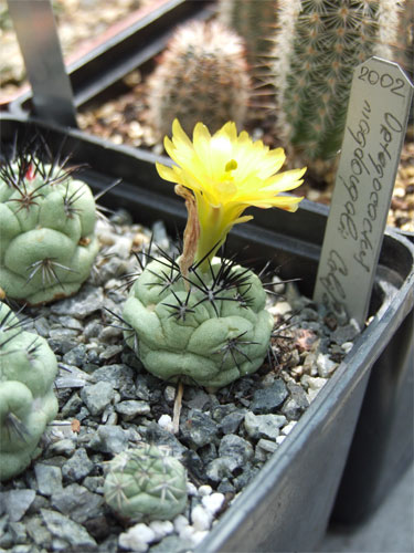 Ortegocactus (Ортегокактус) – монотипный род