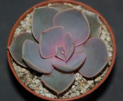 Echeveria Perle von Nurnberg