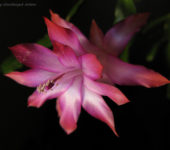 Schlumbergera hybr.