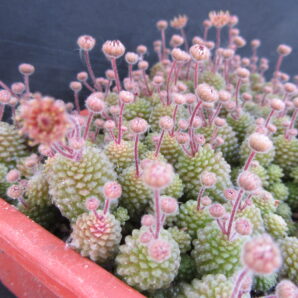 Monanthes polyphylla | 73