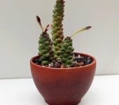 Monadenium ritchiei
