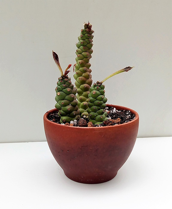 Род Монадениум (Monadenium).