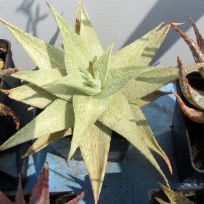 Aloe dn premium