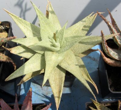 Aloe dn premium