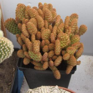 Opuntia microdasys rufida minima