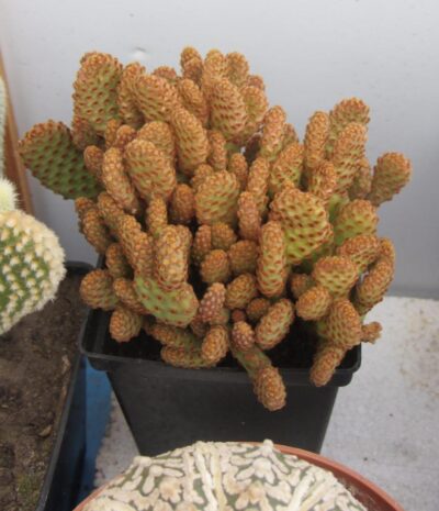 Opuntia microdasys rufida minima