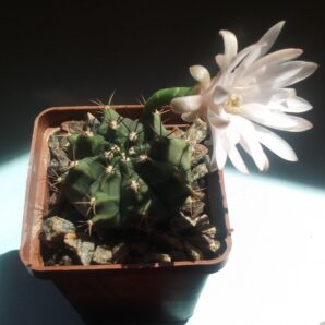 насіння Gymnocalycium anisitsii