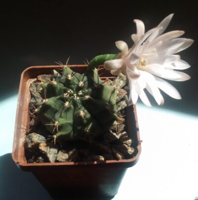 насіння Gymnocalycium anisitsii