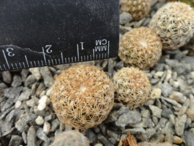 Sulcorebutia arenacea