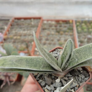 Gasteria bicolor variegata
