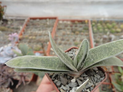 Gasteria bicolor variegata