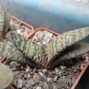Gasteria carinata cv. Snow Storm