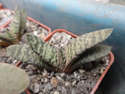 Gasteria carinata cv. Snow Storm