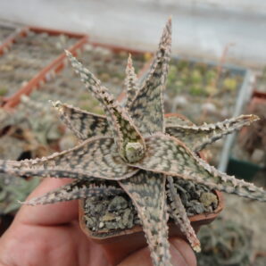Aloe hybr 2
