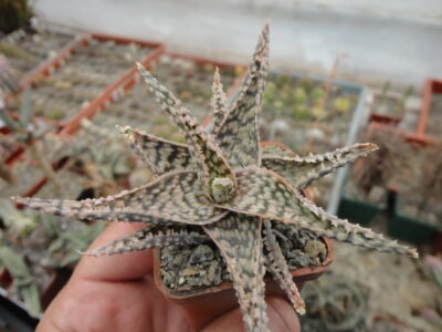 Aloe hybr 2