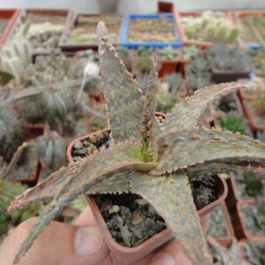 Aloe hybr.3