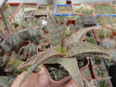 Aloe hybr.3