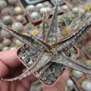 Aloe hybr 4