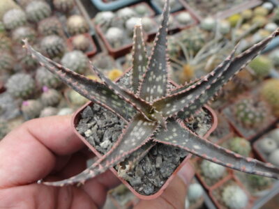 Aloe hybr 4