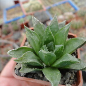 Haworthia cooperi X magniphica