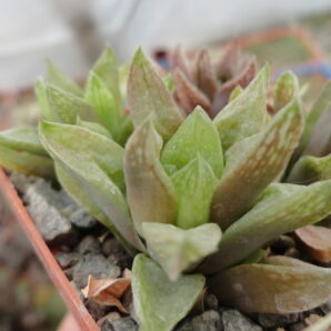 Haworthia turgida v. suberecta
