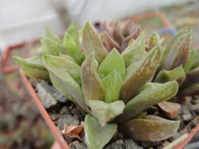Haworthia turgida v. suberecta