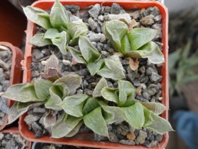 Haworthia retusa cv. schort leafs - Зображення 2