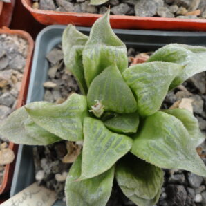 Haworthia retusa cv. schort leafs