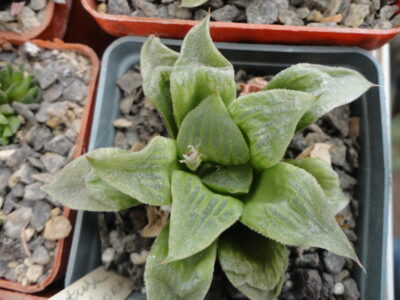 Haworthia retusa cv. schort leafs