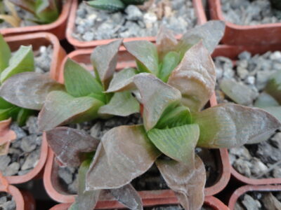 Haworthia retusa f. fouchei - Зображення 2