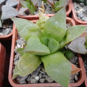 Haworthia retusa f. fouchei