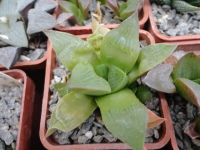Haworthia retusa f. fouchei