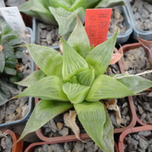 Haworthia retusa f. longibracteata
