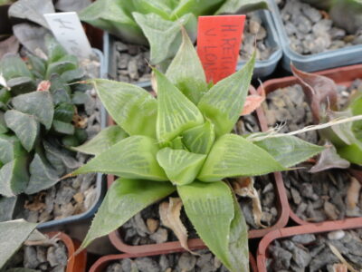 Haworthia retusa f. longibracteata