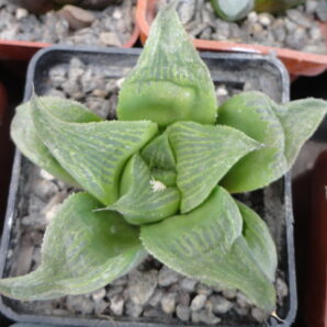 Haworthia retusa cv. Giant ES