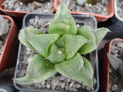Haworthia retusa cv. Giant ES