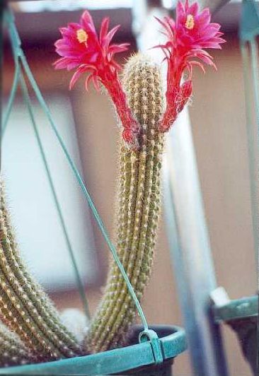 Loxanthocereus acanthuruss