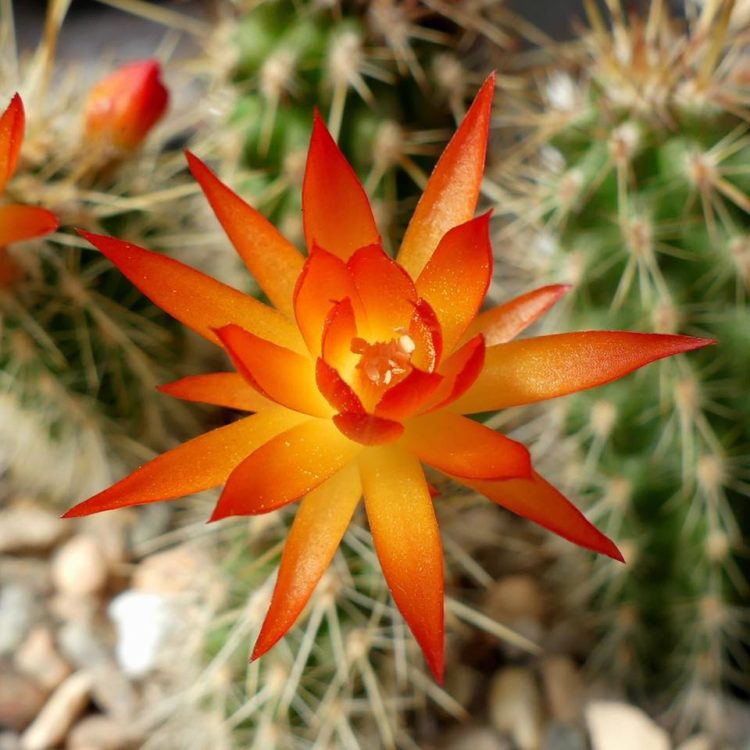 Loxanthocereus hoxeyi