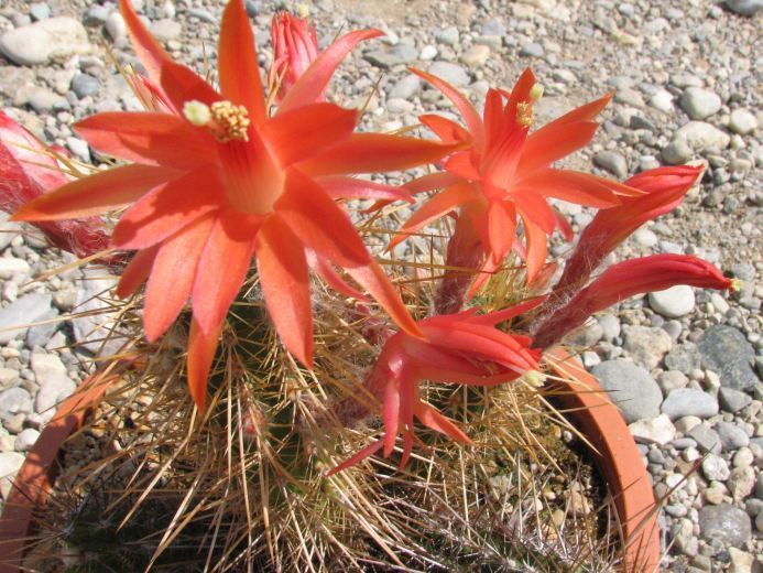 Loxanthocereus sextonianus